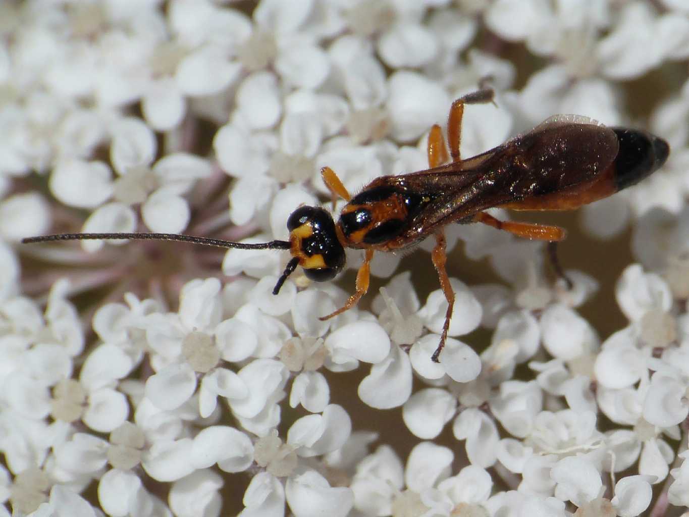 Piccolo Ichneumonidae?